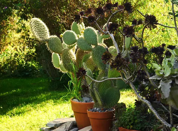 Armut dikenli kaktüs ve güneşli bahçede sulu kekler.