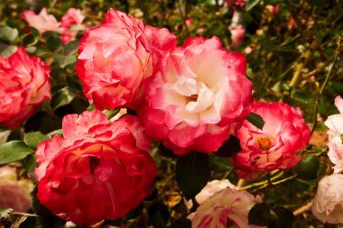 Canlı Kırmızı ve Beyaz Gül Kümesi Tamamen Çiçek Açtı. Melez çay gülü yüzüncü yıl yıldızı