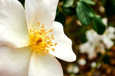 Sarı Stamens 'la Full Bloom' da Beyaz Vahşi Gül. Sally Holmes.