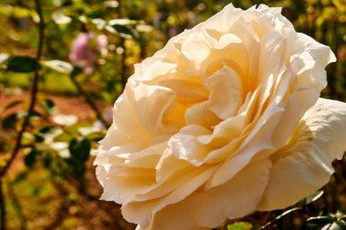 Güneş Işığında Krem Renkli Gül Yumuşak Arkaplan Bulanıklığıyla