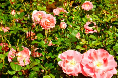 Sunlit Garden 'da Pembe Gül Kümesi. Hanedanlık. floribunda