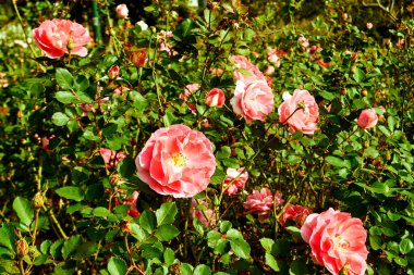 Lush Green Shrubs 'da pembe güller açıyor. Hanedanlık. floribunda