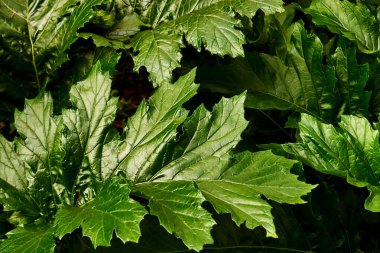 Büyük Parlak Acanthus Yaprakları Güneş Işığıyla Örtüşüyor. Anka kanaryası