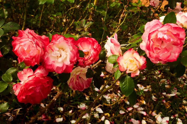 Lush Garden 'da açan kırmızı ve beyaz güller. Melez çay gülü yüzüncü yıl yıldızı