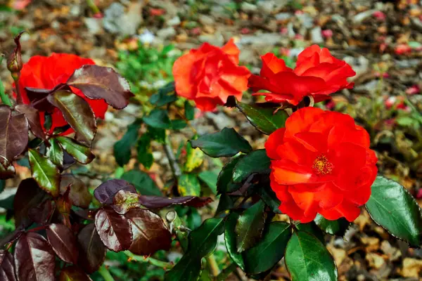Parlak Yapraklı Parlak Kırmızı Güller Bahçe Ayarları. Portakallı Dallı. floribunda