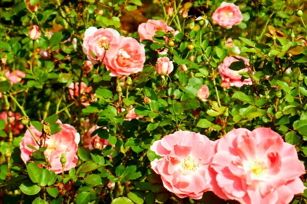 Sunlit Garden 'da Pembe Gül Kümesi. Hanedanlık. floribunda