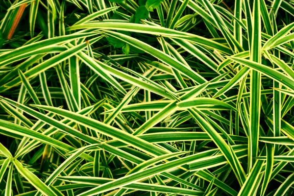 Botanik Bahçesinde Çizgili Yeşil ve Sarı Çimen