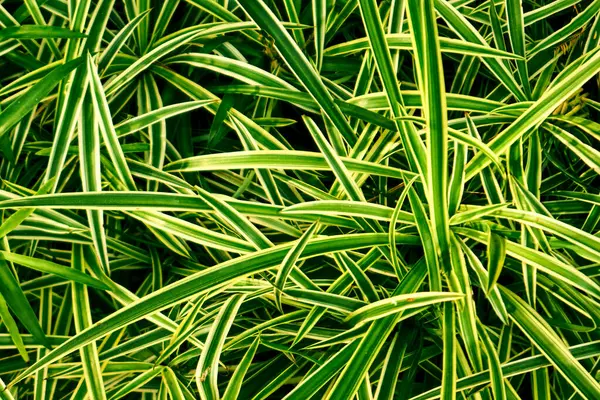 Botanik Bahçesinde Çizgili Yeşil ve Sarı Çimen