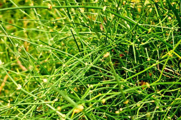  Ephedra Tweediana Güneş Işığında Yakın Çekim Fabrikası