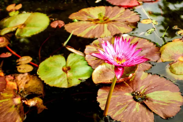Yüzen Yaprakların Arasında Canlı Pembe Su Zambağı. monilofitas. Lotus çiçeği.