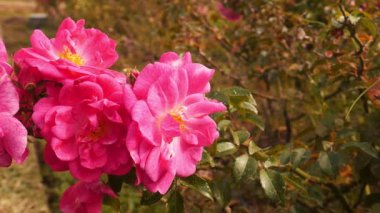 Güneş Işığında Yıldönümü Yıldızı Melez Gülleri Kümesi