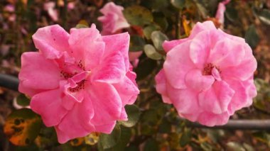 Floribunda Rose Les Amoureux de Peynet in Full Bloom