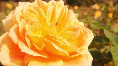 Jean Giono Melez Çiçek Açan Çay Gülü