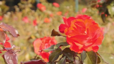 Parlak Turuncu-Kırmızı Floribunda Gülü Açtı