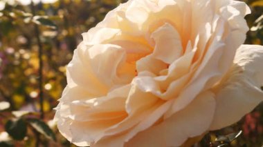 Krem renkli Melez Çay Gülü Gün Işığında Çiçek Açıyor