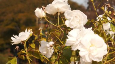 Yumuşak Doğal Bir Arkaplanda Çiçek açan Beyaz Gül Kümesi