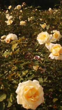 Sunlit Garden 'da Elina Melez Çay Gülleri' nin Yakın Çekimi