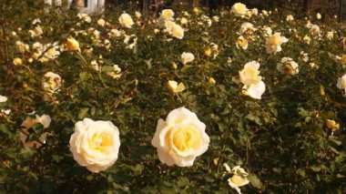 Elina Meydanı Melez Çiçek Açan Çay Gülleri