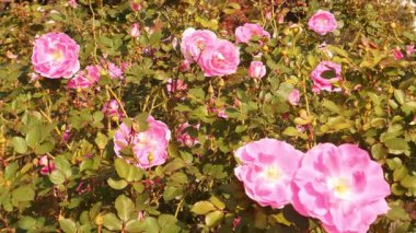 Dynastie Floribunda Gülleri Gün Işığında Çiçek Açıyor