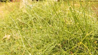 Ephedra Tweediana 'nın Doğal Doğa Ayarları Yoğun Gelişimi