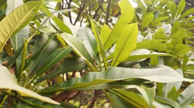  Doğal ortamında canlı yeşil yapraklı Plumeria Rubra Fabrikası