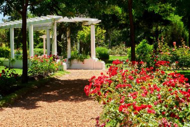 Lush Garden 'daki Beyaz Pergola Çerçeveleme Kırmızı Gül Geçidi