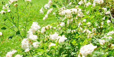Sunlit Garden 'da bereketli Beyaz Gül Çalılığı