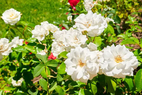 Güneş Işığı Bahçesinde Beyaz Gül Çiçeği Kümesi
