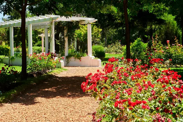 Lush Garden 'daki Beyaz Pergola Çerçeveleme Kırmızı Gül Geçidi