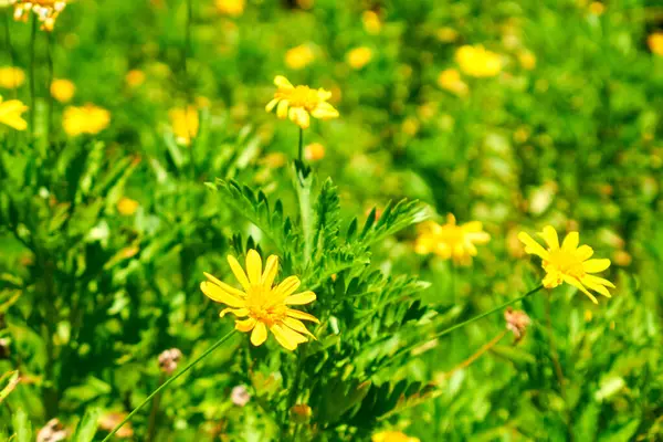 Yeşillik Yeşil Yapraklı Sarı Daisy Kümesi