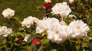 Beyaz Güller Tamamen Çiçek Açtı