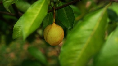 Olgun hindistan cevizi meyveleri ağaç dalında asılı, parlak yeşil yapraklarla çevrili, serin ve doğal bir atmosfer yaratıyor..