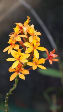 Epidendrum radyanlarını kapatın. Bu çiçek parlak turuncu renge sahip orkide türlerinden biridir. Çiçekler tropikal ve subtropikal bölgelerde sık sık süs bitkisi olarak kullanılır..