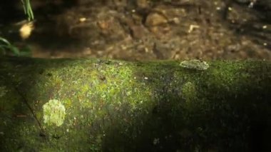 Bir grup siyah karınca, gün ışığında temiz suyun bulanık zeminine karşı su akışını geçmek için yosunlu bir kütüğe doğru hareket ediyor..