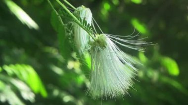 Ormandaki yabani çiçekler, bulanık bir arkaplanda, güneş ışığıyla aydınlatılan beyaz çiçek tomurcuklarıyla çiçek açmaya başlarlar..