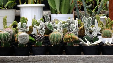 Çizgili ve benekli desenli çeşitli mini kaktüsler veya kaktüsler siyah çömleklere yerleştirilir. Yeşil ve beyazın baskın renkleri.