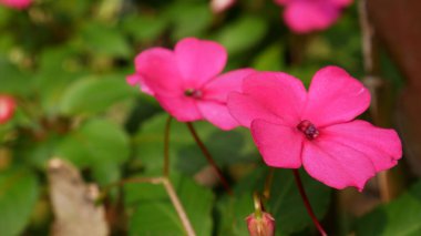 Parlak pembe Meşgul Lizzie çiçekleri, uzun yeşil yapraklarla çevrili beş büyük yaprak ile. Arka planda benzer çiçeklerin bulanık olması büyüleyici bir kompozisyon oluşturuyor..