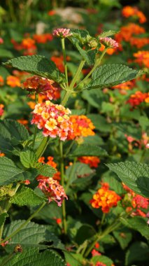 Güneş ışığında parlak turuncu, sarı ve pembe Lantana çiçeklerine yakın plan, diğer Lantana çiçeklerinin bulanık arkaplanı.