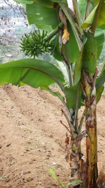 Ağaçların arka planında ve kısır topraklarda yetişen bir grup yeşil muz..