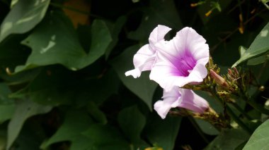 Parlak mor Sabah Çiçekleri yemyeşil yaprakların arasında büyür, Bahçede güzel bir kontrastlık yaratır.