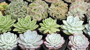 Siyah kaplara konmuş çeşitli sulu kaktüslerin renk ve dokularının kombinasyonunu kapat. Parlak yeşil, mor ve mavi yapraklı sulular ve benekli desenler var..