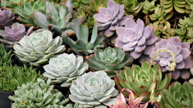 Siyah kaplara yerleştirilmiş sulu bitkilerdeki çeşitli şekil ve renkleri kapat. Bu bitkilerin sivri uçlu yeşil, mor ve mavi renkli farklı yaprakları vardır..