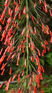 Russelia equisetiforis bitkisinin doğal ortamında ince yeşil yaprakların arasında zarif bir şekilde çağlayan parlak kırmızı boru çiçekleri sergiliyor..