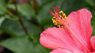 Kırmızı amber çiçeğinin güzel detaylarını, merkezdeki öne çıkan sarı ampule odaklanarak kapatıyoruz. Taze kırmızı yapraklar arka planda yeşil yapraklarla güzellik ve kontrastı ekler..