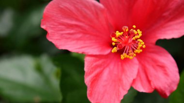 Parlak kırmızı bir amber çiçeğini tam çiçeklenmiş, ortasında belirgin sarı erkek organları olan bir çiçek gibi kapat. Yeşil yapraklı arka plan bu çiçeğin güzelliğini arttırır..