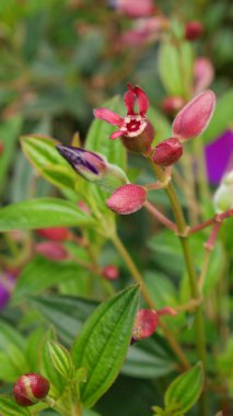 The pink buds of Tibouchina urvilleana or Princess Flower are still closed, surrounded by fresh green leaves. The green background and other unopened buds add to the natural aesthetics of this photo. clipart