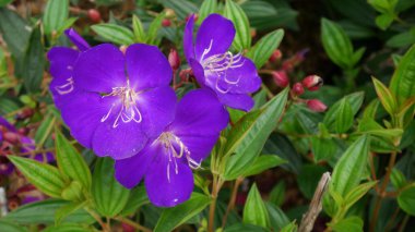 The striking purple flower of Princess Flower or Tibouchina urvilleana stands out against the lush green foliage and unopened red buds, offering a visually captivating and contrasting scene. clipart