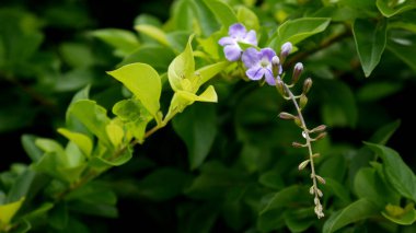 Taze yeşil yaprakların arasında yetişen Duranta erektasının küçük ama güzel mor çiçeği. Sapı henüz tam olarak çiçek açmamış çiçek tomurcuklarıyla uzamış..