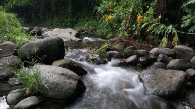 Geniş ve küçük kayalar, yemyeşil yapraklar ve kenarlarında büyüyen parlak sarı çiçeklerle, berrak akan nehre saçılmıştır.