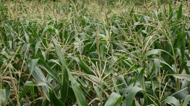 Taze yeşil yapraklı mısır tarlası ve yemyeşil püskülleri.